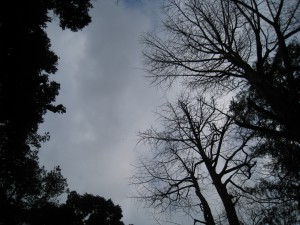 IMG_9371