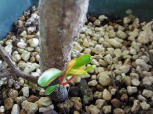 IMG_20160731_130408