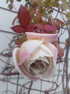 IMG_20170114_115609